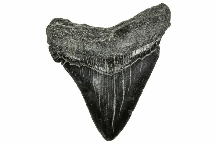 Serrated Chubutensis Tooth - Megalodon Ancestor #328710